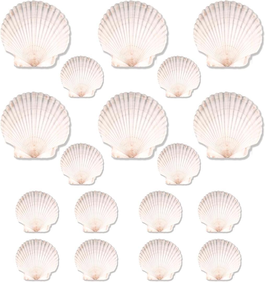 20PCS Natural Scallop Shells for Crafts & Baking - 6 Large (4-5in) & 14 Medium (2-3in) Seashells - DIY Painting, Beach Wedding Decor, Resin Art, Coastal Home Decoration, Party Centerpieces