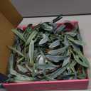 Hairui Lighted Artificial Olive Garland 6FT 96 LED Fairy Lights Battery Operated, Faux Vine Lights with Timer for Spring Christmas Holiday Fireplace Decoration