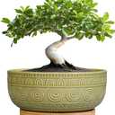 Eightpot Bonsai Pots  8 Inch Ceramic Succulent Pots with Drainage Hole and Saucer, Shallow Round Planter for Indoor Plants, Boho Bowl Planter, Room Decor, Green