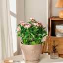 Melphoe Plant Pots Indoor with Drainage & Saucer, 2Pack 8 inch Flower Pots Outdoor Planters for Indoor Plants Garden Home Decor Cactus Succulent, Rigid Plastic (Imitation-Terracotta) Vine-Embossed