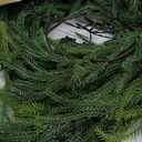 Real Touch Norfolk Pine Christmas Decorations - 5.9 FT Faux Cedar & Pine Garland for Mantle, Table, Front Door - Indoor/Outdoor Holiday Decor (1 Pack 5.9 FT)