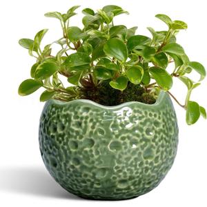 Ceramic Plant Pots - 4 inch Plant Pot with Drainage Hole, Small Pots for Plants Indoor Outdoor, Unique Round Planter, Modern Decorative Flower Pot, Room Decor, House Warming Gifts, Green
