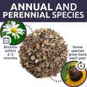 Drought Tolerant Wildflowers Mix  Extra Large Packet  Over 7,500 Open Pollinated Non-GMO Seeds  21 Different Dryland Species (1 Ounce Pouch)