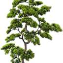 5ft Artificial Bonsai Tree - Large Faux Plants Indoor with Ceramic Pot, Realistic Fake Plants Decor for Home Office, Living Room, Farmhouse Zen Decor
