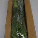 16 Pcs Real Touch Norfolk Pine Branch -18" Artificial Christmas Green Plants Branches Faux Greenery Stem Fake Cedar Pine Picks for Vase DIY Crafts Garland Wreath Xmas Indoor Outdoor Home Decor