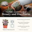 Shop Succulents Echeveria & Rosette Live Succulent Variety Pack Fully Rooted 2" Potted Plants for Gifts, Favors, DIY Projects, Terrariums, Home Dcor, and Garden Arrangements, 20 Pack