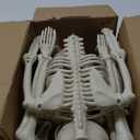 LUKBERA 2 Pack 3 ft Halloween Skeleton Posable, 36 Full Body Human Skeleton with Movable Joints for Halloween Haunted House Graveyard Party Scary Indoor Outdoor Decor