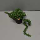 LOYWREE Fake Plants Indoor Artificial String of Pearls Plant in Black Pots, Realistic Green Faux Succulent Hanging Plants for Shelf Decor Desk Home Garden Decorations (1Pack)