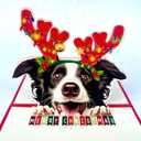 Border Collie Christmas Pop-Up Card 3D Holiday Greeting Card Featuring Adorable Border Collie Dog with Festive Reindeer Antlers, Perfect for Dog Lovers, Unique Card for Friends and Family