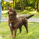 for AirTag Holder 4 Pack  Keychains Case Waterproof Replacement for Apple AirTag, Dog Collar, Luggage, Backpack, Travel & Outdoor Gear  Durable, Lightweight, and Secure (2pc Black/2pc White)