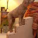 Pet Gear Easy Step III Extra Wide Pet Stairs, Camel
3 Step, For Cats/Dogs, Removable Washable Carpet Treads, Supports 200 Pounds, No Tools Required