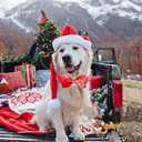 Elegant little tail Christmas Dog Collar, Plaid Print Pet Collar Dogs Holiday Collars with Bow Red Cute Winter Boy Girl Puppy Bow Adjustable Pet Collars for X-Large Dogs