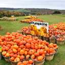 3 Pcs Pumpkins for Sale Yard Sign with Stakes, 12 x 16 Inches Double Sided Print Outdoor Fall Pumpkin Patch Garde Yard Sign for Outdoor Indoor Fall Halloween Thanksgiving