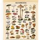 Vintage Mushroom Poster Fungus Wall Art Prints Rustic Mushroom Wall Hanging Illustrative Reference Chart Poster for Living Room Office Classroom Bedroom Dining Room Decor Frame, 15.7 x 19.7 Inches