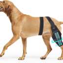 Dog ACL Knee Brace,Adjustable Rear Leg Support Brace, Cruciate Ligament Injury Recovery, Arthritis & Joint Pain Relief, XXL