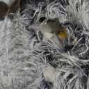 BFPETHOME Dog Beds for Large Dogs, Plush Dog Crate Bed Fluffy Cozy Kennel Pad for Sleeping &Ease Anxiety, Washable Pet Mats with Anti-Slip Bottom for Large Dogs, Grey (L(35x23 inch))