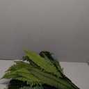 Large Artificial Ferns for Outdoor 48 Fronds Fake Boston Fern Faux Ferns Plant Silk Greenery for Indoors Home Garden Porch Windowsill Decor (1 Stem) (47 inches)