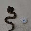 Realistic Rubber Fake Snake Rattlesnake Practical Joke Toy with String and Clip, Scary Plastic Prank Prop for Halloween, Garden Decor, Bird Repellent, and Funny Scare Gags