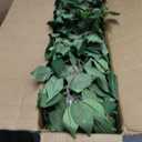 5ft Ficus Artificial Trees with Natural Curved Trunks, 60" Tall Lush Faux Tree for Home Decor Indoor, Green Lifelike Fake Ficus Tree Artificial Plants
