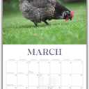 Backyard Chickens 2026 Calendar, 2026 Wall Calendar, Monthly Planner, Planner 2026-2027, Marble City Press, 12 x 24, Sustainable, Plastic Free, Printed on Thick Art Paper