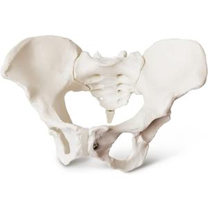 2025 New Female Pelvis Model,Life Size Female Pelvic Skeleton Model, Anatomy Medical Model for Science Education, Study of the Anatomical Features