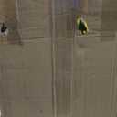 Pelonis Oil Filled Radiator Heater for Large Space, 2025 Upgraded, Space Heaters with 1500W Quiet Warmth Radiant Heater, 3 Heating Modes, Overheat & Tip-Over Protection, Adjustable Thermostat, Black