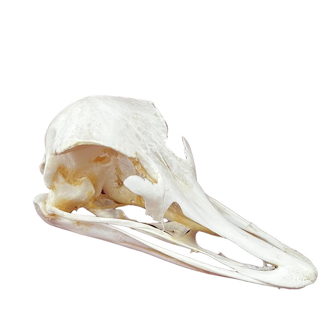 Taxidermy Real Animals Skulls, Real Bones Specimen, Taxidermy Supplies for Science Education, Special Gift (Ostrich Skull)