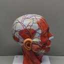 Human Half Head Superficial Neurovascular Musculature Model with Removable Brain, Shows Cranial Cavity Nerve, Life Size Anatomical Head Model Skull Brain for Medical Teaching Learning, Education