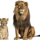 Lion Animal Wall Stickers Removable Wall Decals Peel and Stick Wall Art Decorations Home Decor for Nursery Baby Bedroom Living Room Playing Room