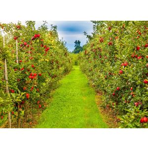 Apple Orchard Backdrop 7x5ft Autumn Farmland Harvest Apple Trees Background for Photography Farm Party Events Decorations Photo Booth Props