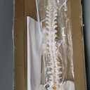 Life Size Spine Model - 34.6'' Flexible Human Spinal Anatomical Model with Nerves, Arteries, Lumbar Column and Male Pelvis, Anatomy Spine Model for Science Education & Patient Education