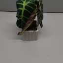 Muhanjia Artificial Potted Plant, Lifelike Faux Greenery in Decorative Cement-Look Square Pot for Indoor Home Decor Centerpieces (Alocasia)
