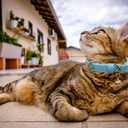 Leather Cat Collars with Bell and Safety Elastic Belt Moon and Stars Stud Adjustable for Cats and Kitten Girl boy Size 7.5-10 Inch (Light Blue)