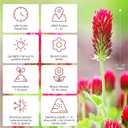 Groundio Annual Crimson Clover Seeds, 2 lbs, Trifolium Incarnatum Seeds for Lawn Alternative, Attracts Pollinators, Nitrocoated and Inoculated