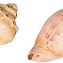 Beachcombers 2.8" Ceramic Conch Shell Salt/Pepper Nautical Coastal Beach Home Kitchen Dining Dinner Table Tabletop Decor Decoration Orange