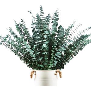 48 Pcs Large Dried Eucalyptus Stems - Natural Eucalyptus Branches for Shower Hanging, 17" Preserved Plants Steam Shower for Women and Men, Relaxation Set, Mother's Day