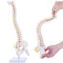 Mini Spine Anatomy Model - 15.5 Flexible Miniature Human Spine Model with All Nerves for Medical Learning - for Instruction Teaching, Study and Display (White)