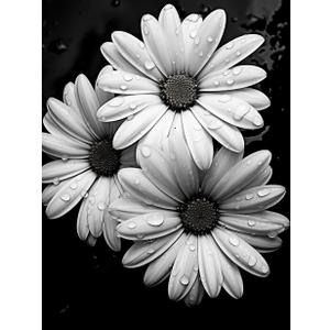 DIY 5D Diamond Art Painting Kits for Adults Black and White Daisy Flower Round Full Drill Canvas Gems Cross Stitch Art Kit Painting by Diamond Mosaic Craft for Home Decoration 40x50cm(1)