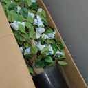Artificial Bougainvillea Tree -6FT Faux Bougainvillea Tree with Realistic Flowers, Tall Fake Flower Tree for Indoor or Outdoor Decor, Silk Floral Plant for Living Room, Porch, Garden (Blue/ White)