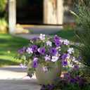 Ammyoo Artificial Fake Flowers Plants for Outdoor Decoration, 2PCS Faux Petunias Silk Flower UV Resistant No Fade for Home Outside Garden Balcony Yard Porch Realistic Indoor Decor (Purple White)