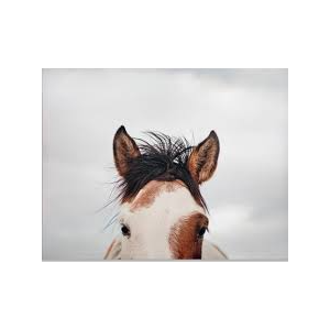 Home It's in the Eyes Printed Canvas