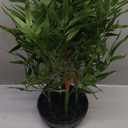 Nearly Natural 20 Bamboo Artificial Silk Plants, Green