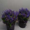2 Sets Artificial Eucalyptus & Lavender Topiary Trees for Front Door - Faux Lavender Potted Topiary Trees, UV Resistant Fake Outdoor Plants for Farmhouse Porch Garden Decor