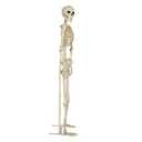Crazy Bonez Pose-N-Stay Metal Stand for 60 Inch (5 Ft.) Tall Skeletons