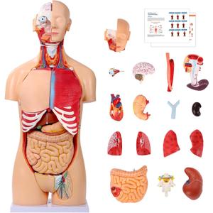 SFXYJ Human Torso Anatomy Model 33.4", Dual-Gender32 Part Removable Life-Size with Heart Head Skull Brain Visceral Muscular Layers Model Includes Product Manual for Medical Student Lab Classroom Use