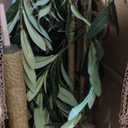 Realead 7ft Olive Trees Artificial Indoor, Tall Faux Olive Tree Plant for Modern Home Office Decor, Fake Potted Olive Silk Tree with Branches and Fruits