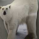 Cardboard People Polar Bear Life Size Cardboard Cutout Standup