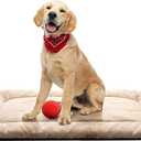 Dog Beds Crate Pad for Medium/Large Dogs Ultra Soft Dog Crate Bed Washable & Anti-Slip Kennel Pad for Dogs Cozy Sleeping Mat,Cream 36inch (36.0"L x 23.0"W x 1.0"Th)
