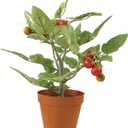 Creative Co-Op Faux Tomato Plant in Plastic Pot
