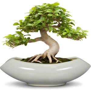 Bonsai Pots 18 Inch - Ceramic Succulent Pots with Drainage Hole Decorative Plant Pot Indoor Large Outdoor Planter Modern Flower Pot for Home Garden Room Decor Gray